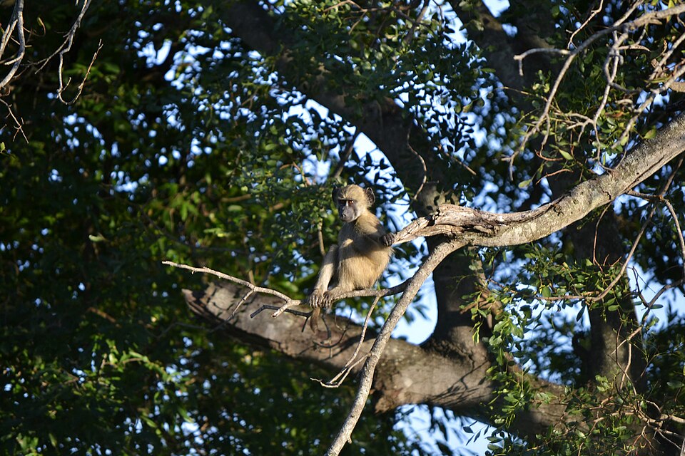 Chacma Baboon - Tree (5341927263).jpg