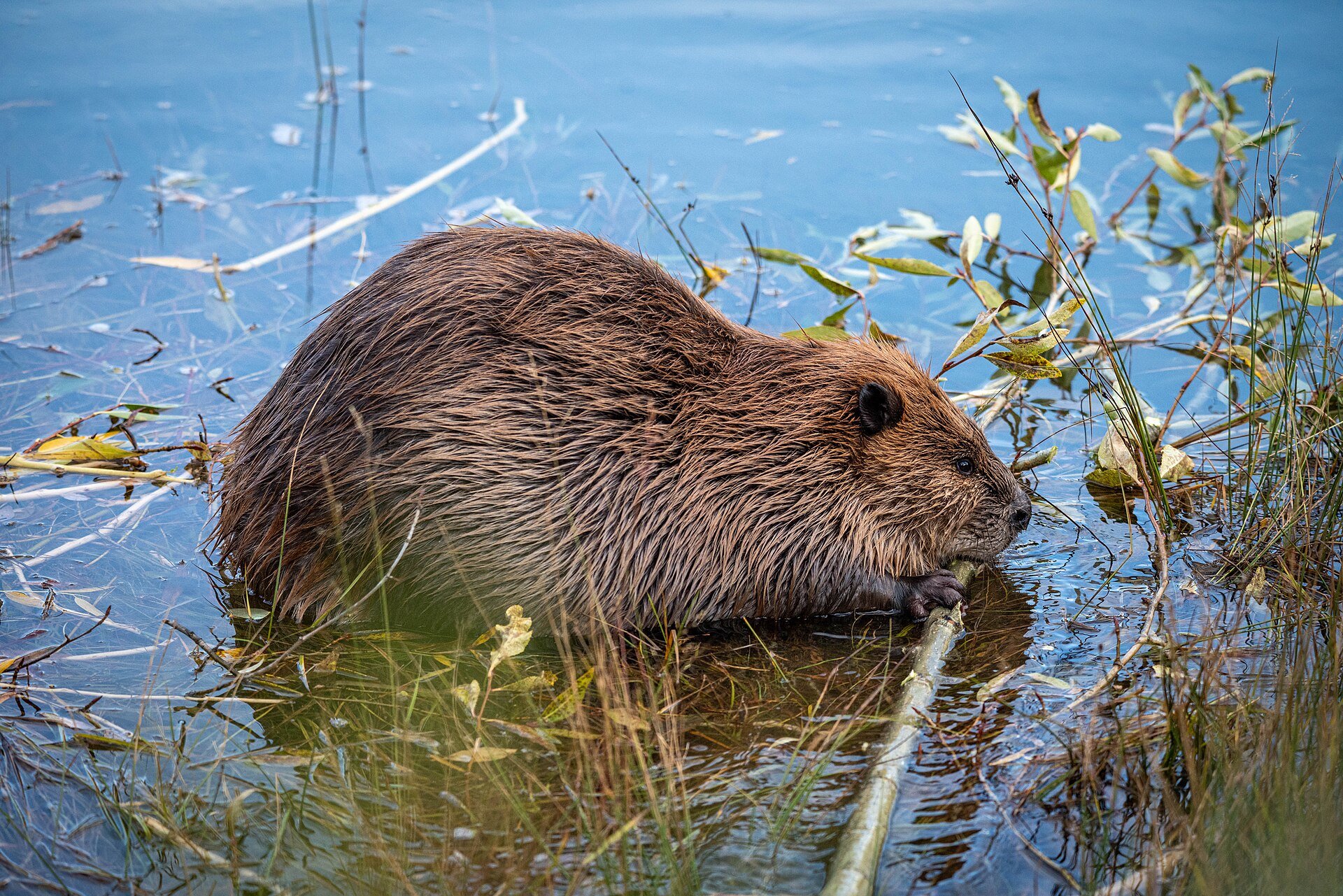 Beavers are restoring stretches of North Fork Toutle River in the U.S. state of Washington. Image by GrandTetonNPS via Wikimedia Commons (Public domain).