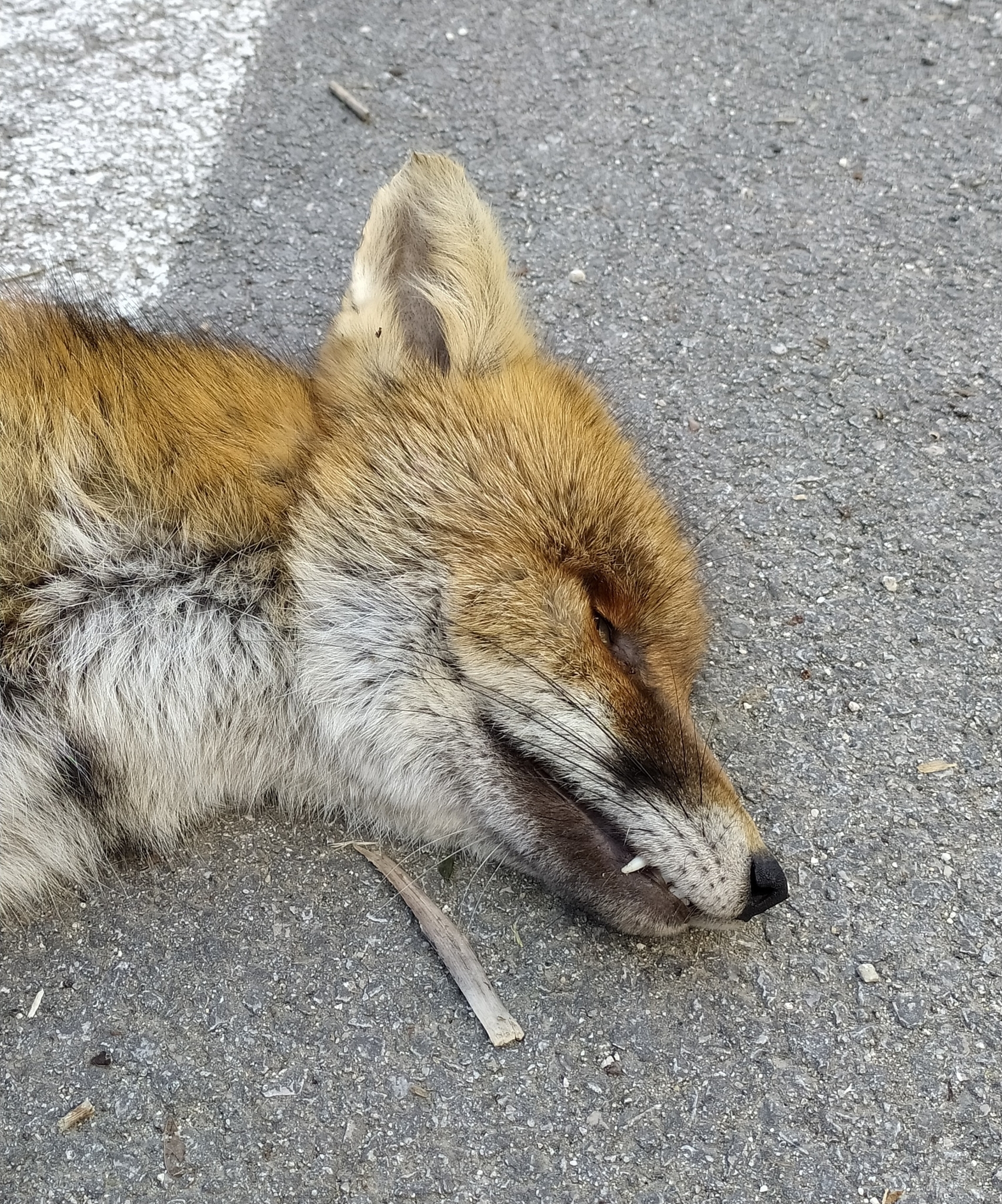 Vulpes vulpes