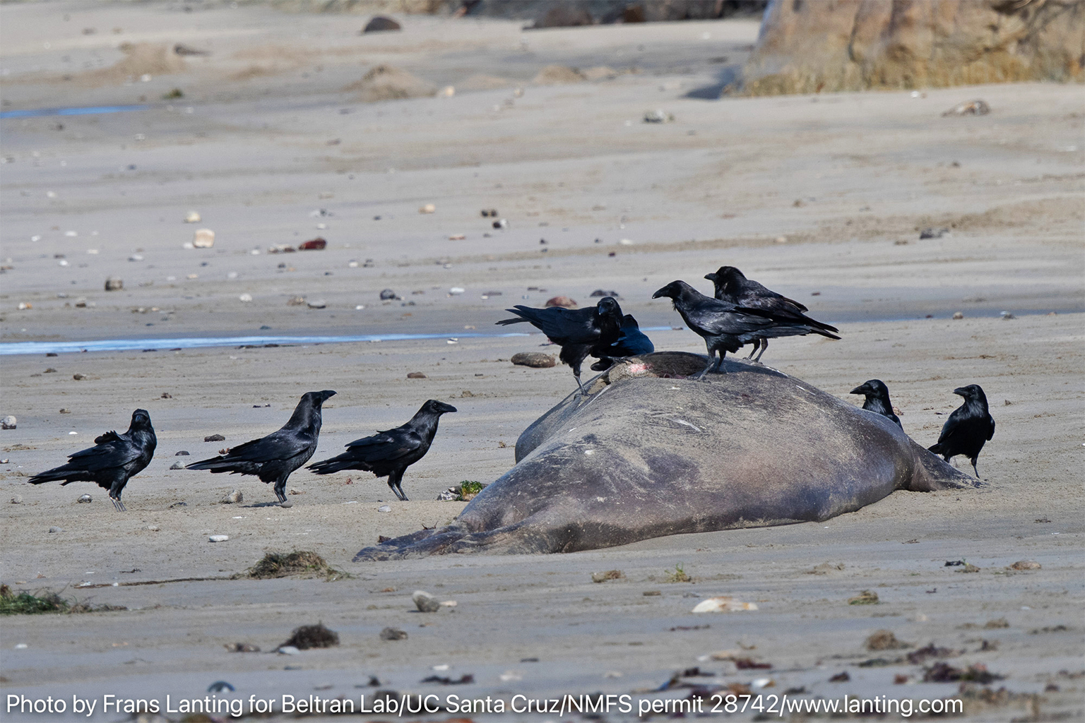 Scavengers such as crows that consume the carcasses of dead animals may carry H5N1 inland to other animals. — Image by Frans Lanting for Beltran Lab UC Santa Cruz NMFS (Permit 28742).