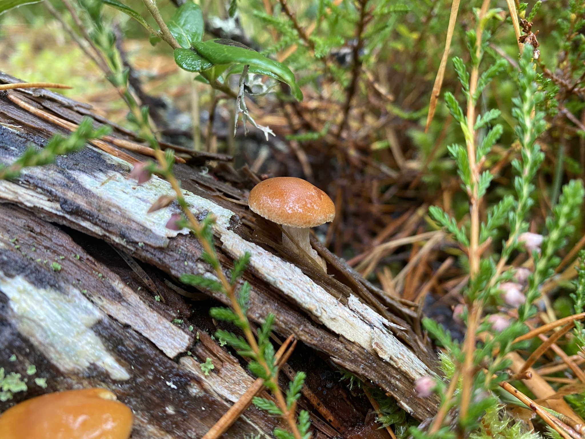 Gymnopilus penetrans