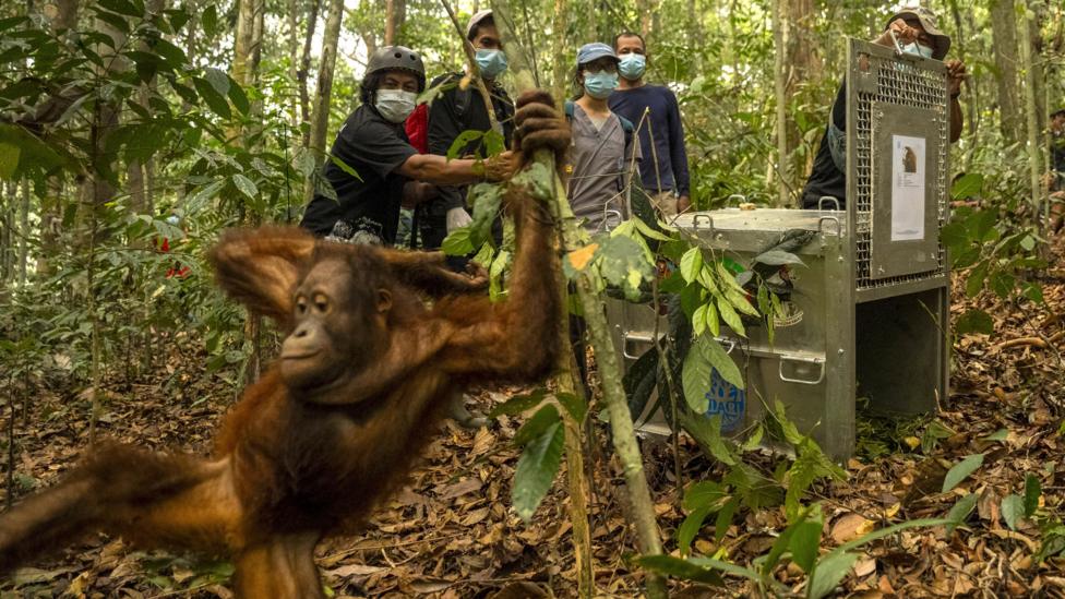 A teenage orangutan swings from a tree trunk after being released from a transport cage, as rescuers look on.
