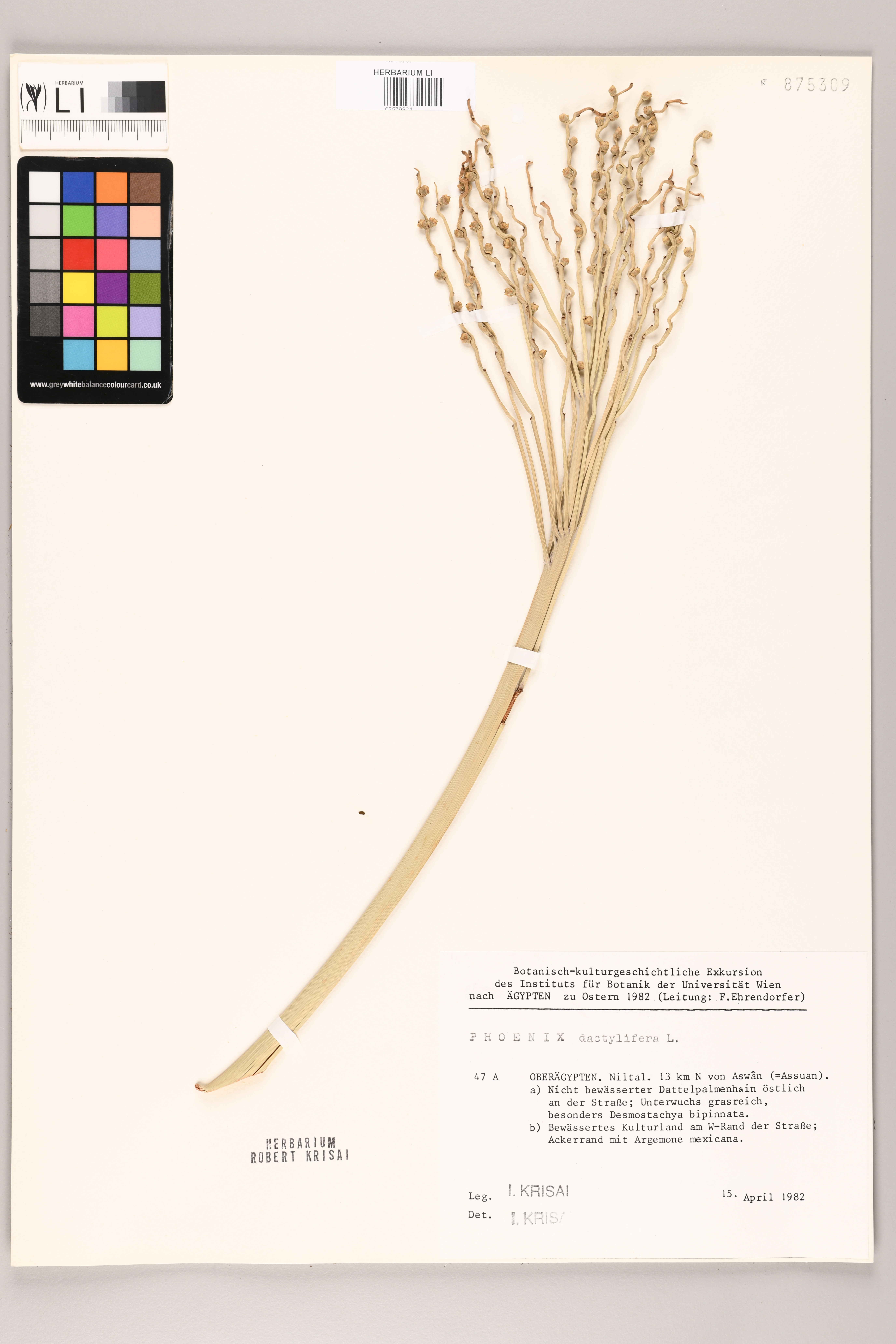 Phoenix dactylifera