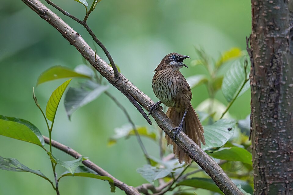 Spiny Babbler.jpg