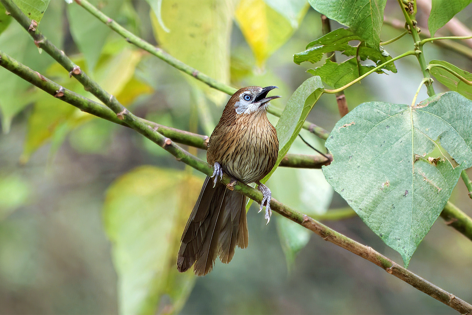 Despite its limited known habitat, the spiny babbler remains poorly understood