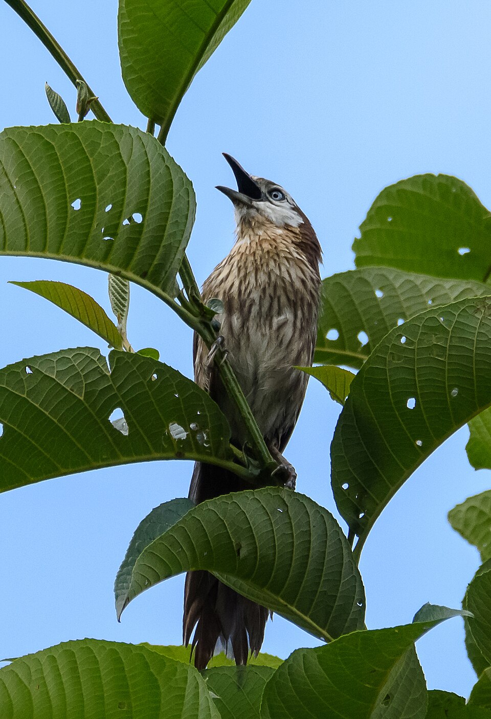 Spiny Babbler Cropped.jpg