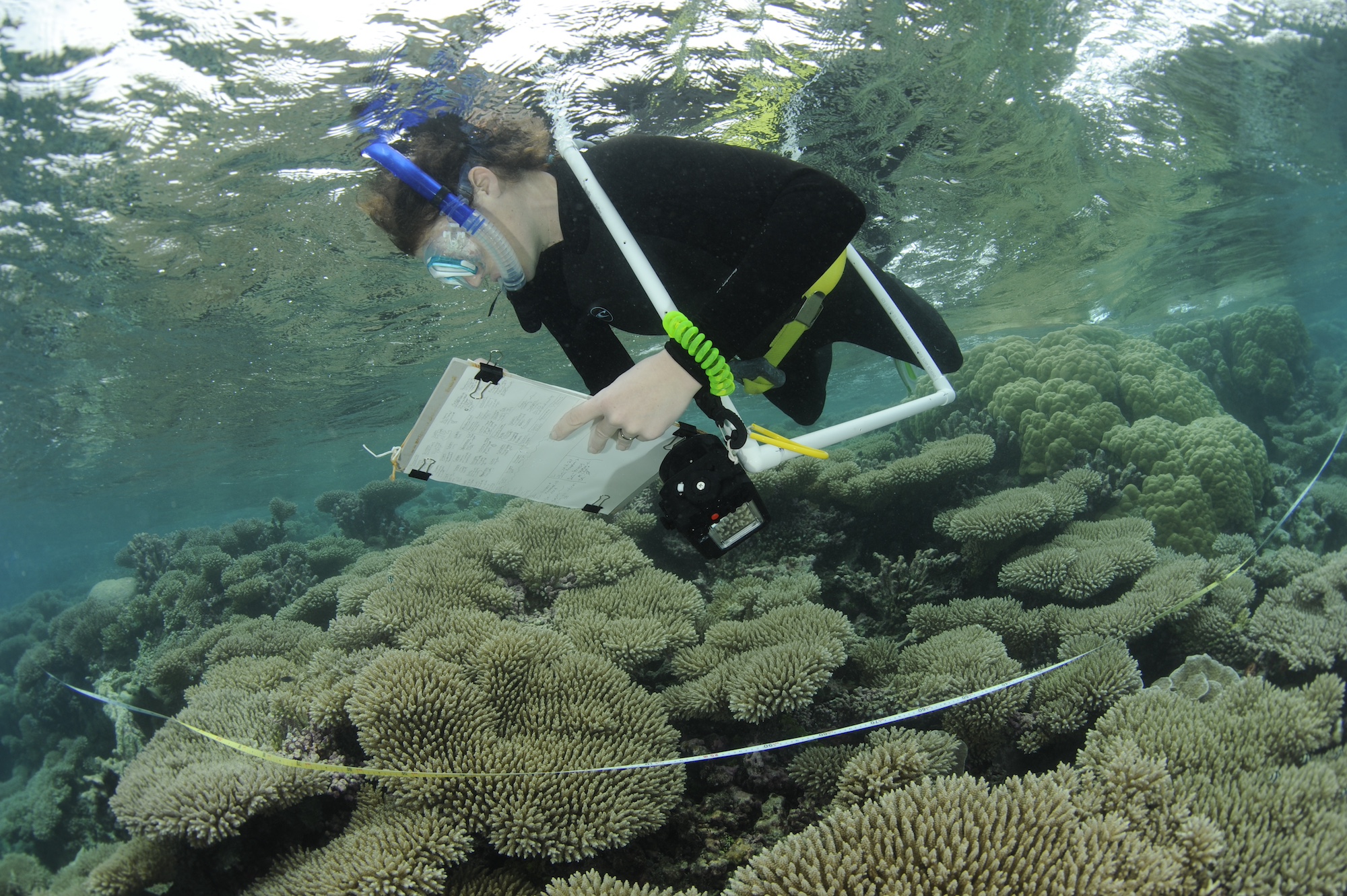 A researcher surveys coral reef habitat in the central Indian Ocean. Nutrient subsidies from seabirds boost atoll island building and maintenance processes including reef growth. Image by Guy Stevens.