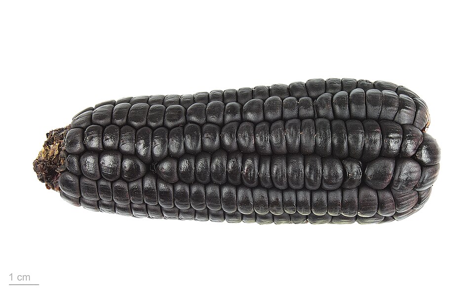 Zea mays 'morado' MHNT.BOT.2015.34.11.jpg