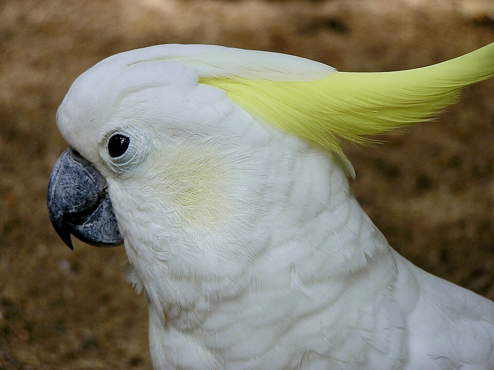 Cacatuidae Cacatua sulphurea 2.jpg