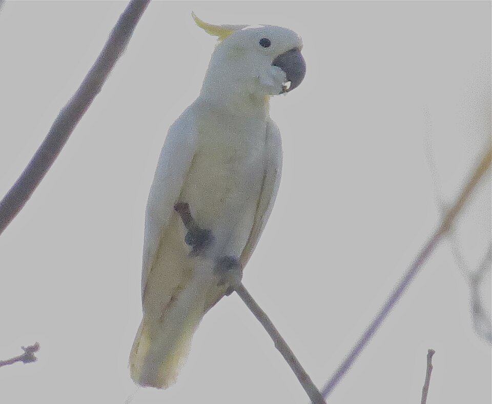 Cacatua sulphurea 107996448.jpg