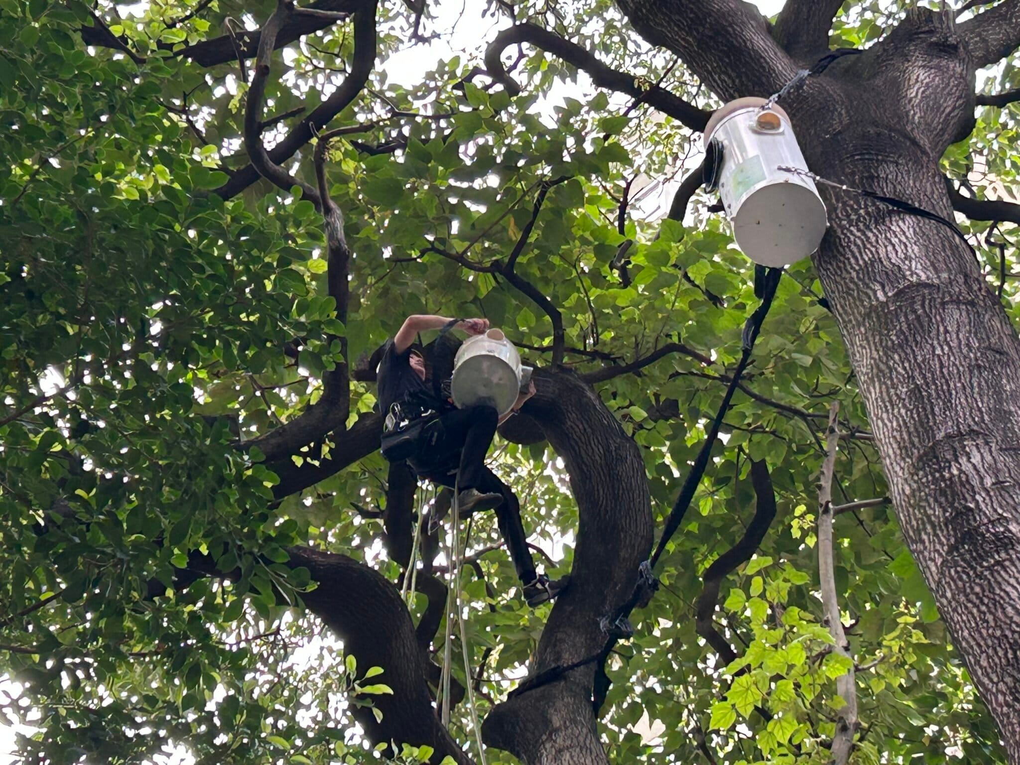 Arborist and conservationist Harry Wong installs a nest box for yellow-crested cockatoos on a tree at St. Louis School on Sept. 7, 2026. Image by Yenni Kwok for Mongabay. — Image by Yenni Kwok/Mongabay.