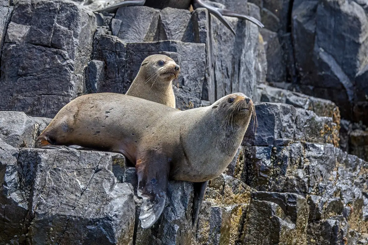 Fur seals in Tasmania, Australia.