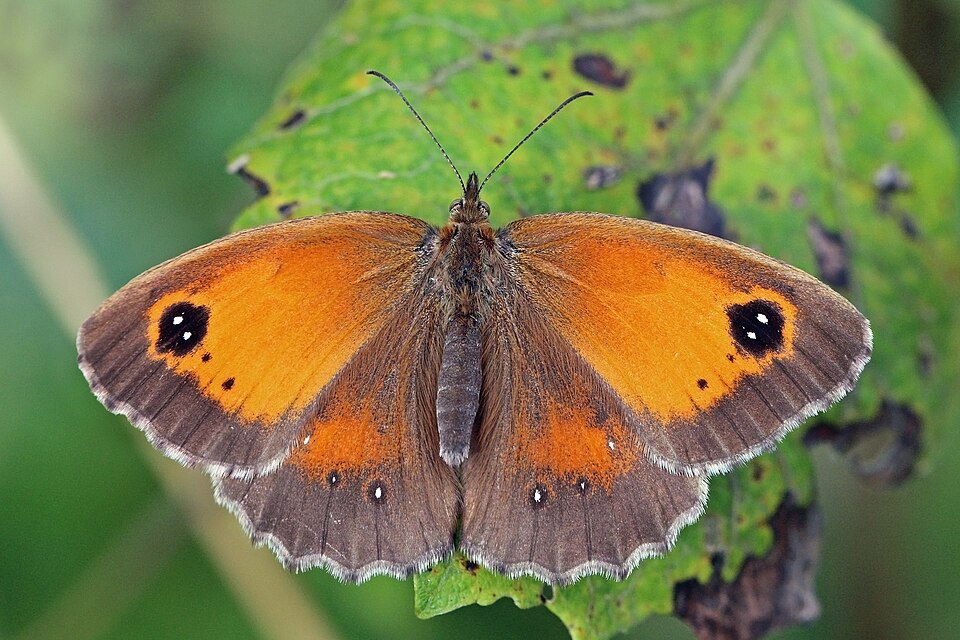 Gatekeeper (Pyronia tithonus) female ab. excessa.jpg