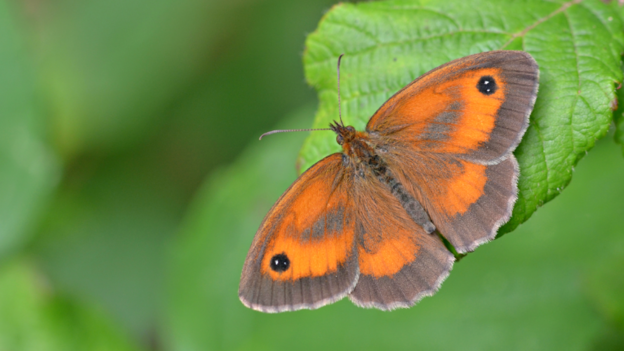 A Gatekeeper butterfly species perched on a leaf. It y is a small brown butterfly with bright orange patches on its upperwings, which likes to bask in the sunshine along hedgerows