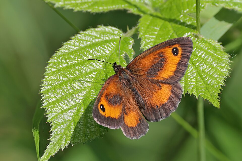 "Gatekeeper (Pyronia tithonus) male 2.jpg" by Charles J. Sharp, CC BY-SA 4.0, via Wikimedia Commons Gatekeeper (Pyronia tithonus) male 2.jpg — "Gatekeeper (Pyronia tithonus) male 2.jpg" by Charles J. Sharp, CC BY-SA 4.0, via Wikimedia Commons