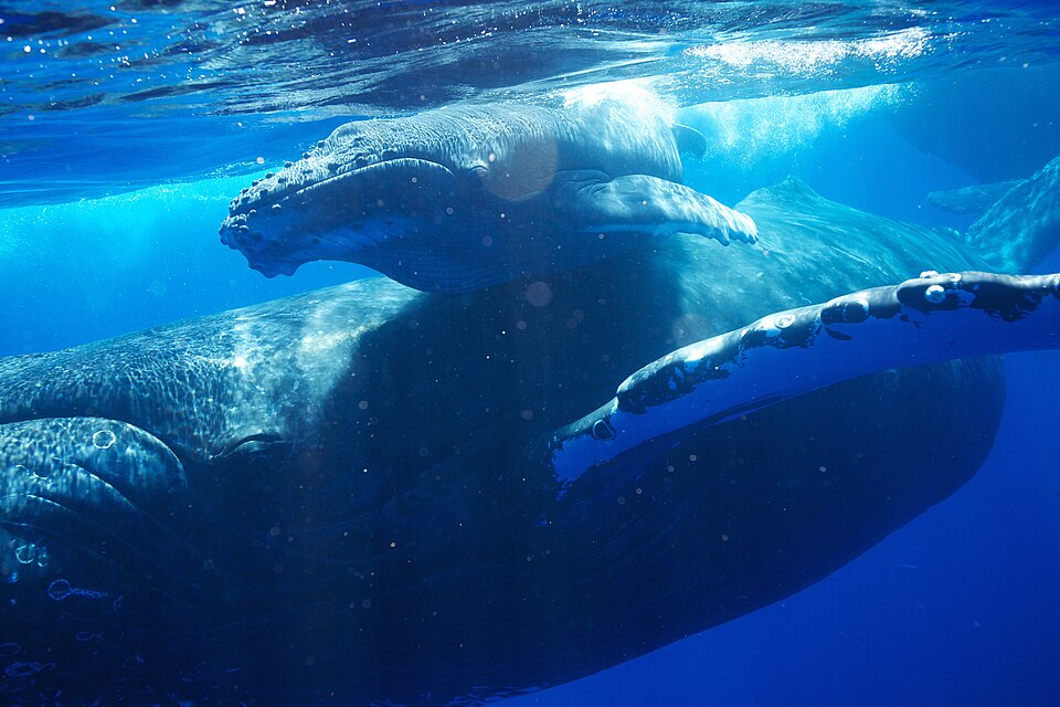 HIHWNMS - humpback whale and calf (30550424163).jpg