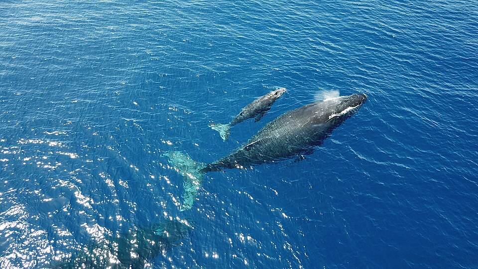 Humpback Whale And Calf At Surface (30896113778).jpg