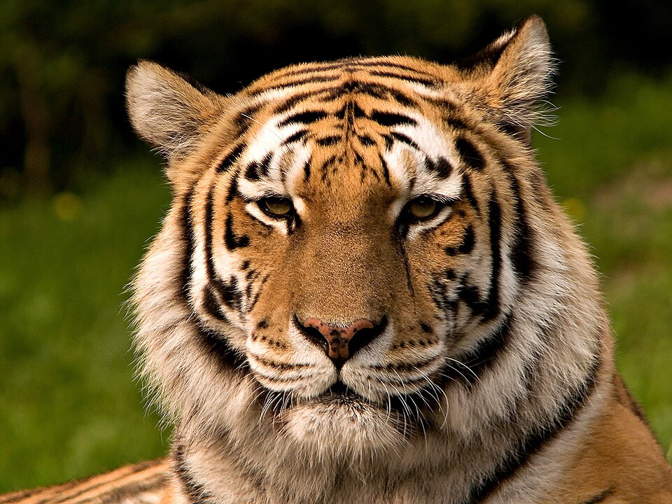 Sibirischer tiger de edit02.jpg