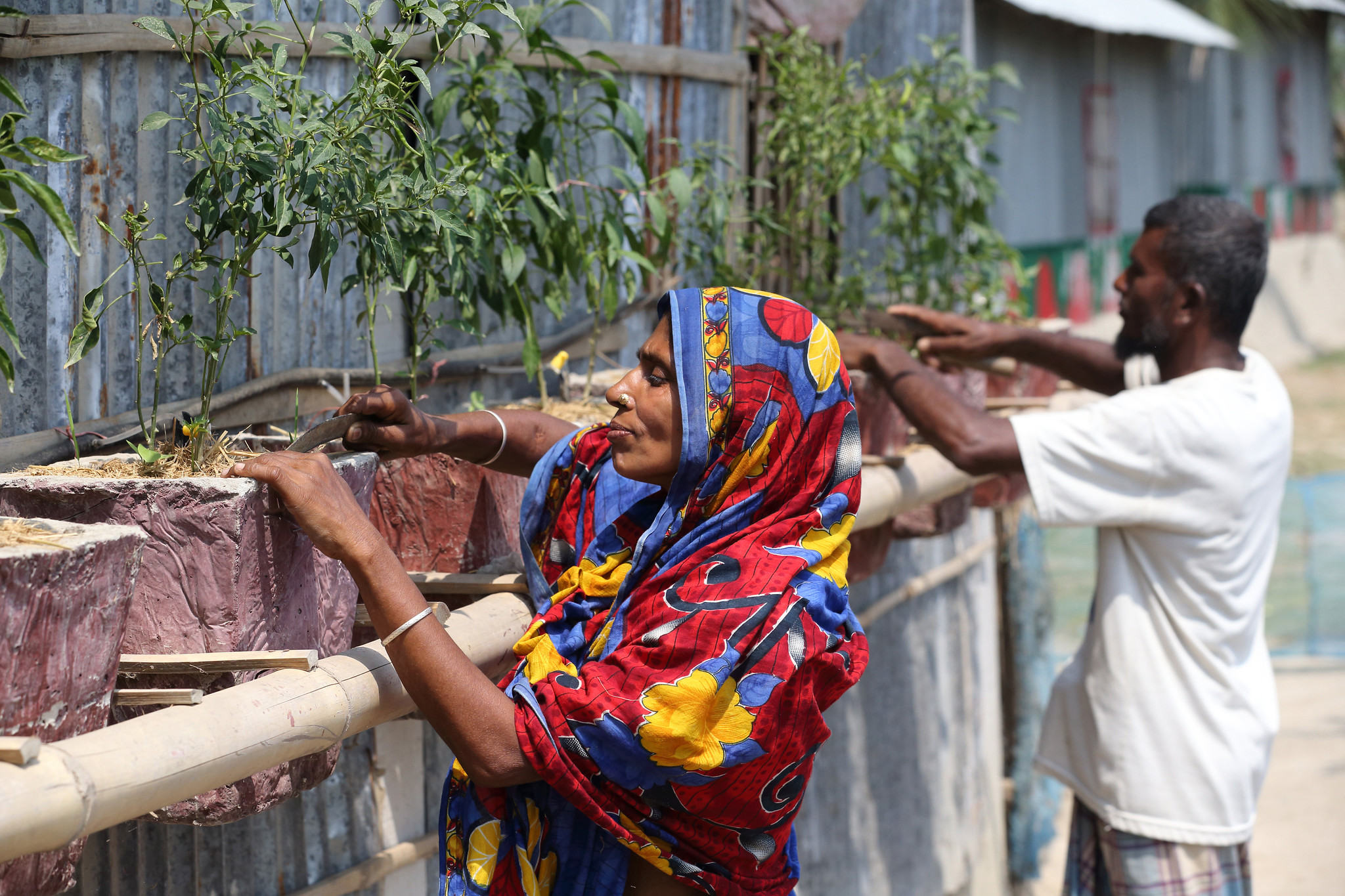 Satkhira resident Mehrunessa and her husband growing chillies at their climate smart house, 2024. — Image by M. Yousuf Tushar/WorldFish via Flickr (CC BY-NC-ND 2.0).