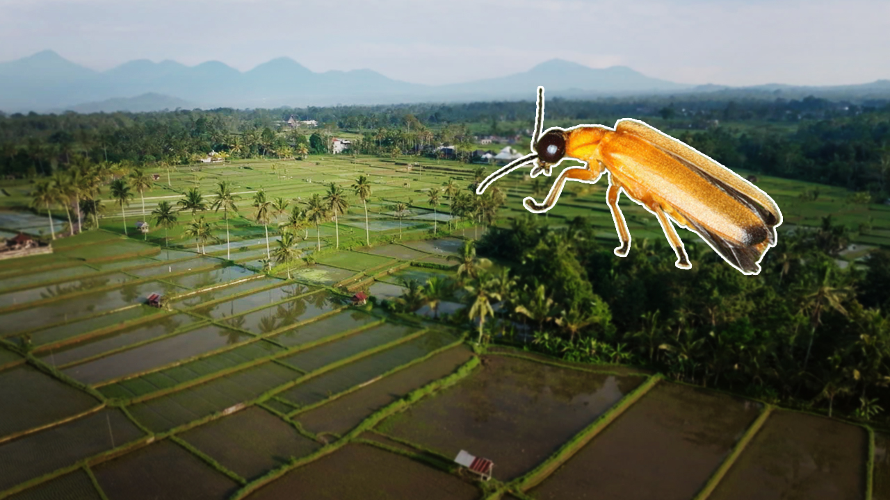 Thumbnail Firefly