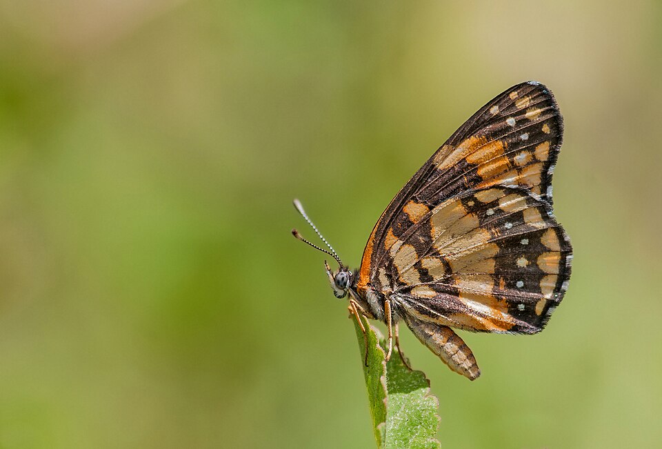 Chlosyne lacinia.jpg