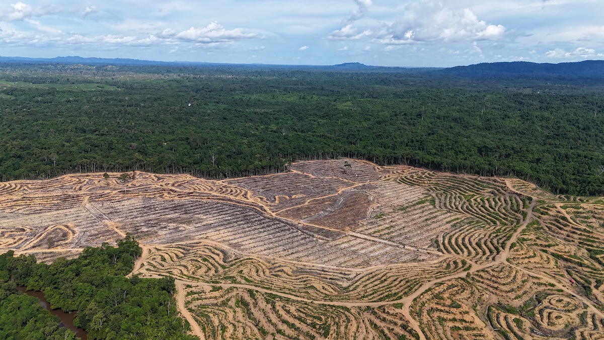 Recent forest clearance by PT Setia Agro Abadi is shown in September 2025. Image courtesy of Rainforest Action Network.