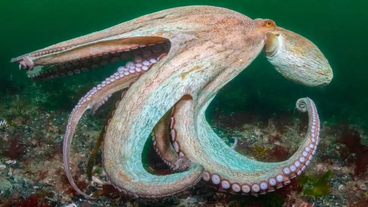 The image shows an octopus underwater on the seabed, with several tentacles spread out and curled around its body. The octopus is pale grey-brown in colour, with visible suction cups lining the underside of its tentacles, and is surrounded by rocks, seaweed and other marine growth in green-tinted wa