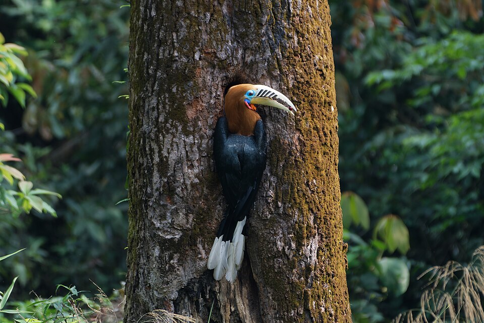 "Rufous-necked Hornbill While She Waited in Darkness, He Carried the Forest to Her 04.jpg" by Shiv's fotografia, CC BY-SA 4.0, via Wikimedia Commons Rufous-necked Hornbill While She Waited in Darkness, He Carried the Forest to Her 04.jpg — "Rufous-necked Hornbill While She Waited in Darkness, He Carried the Forest to Her 04.jpg" by Shiv's fotografia, CC BY-SA 4.0, via Wikimedia Commons