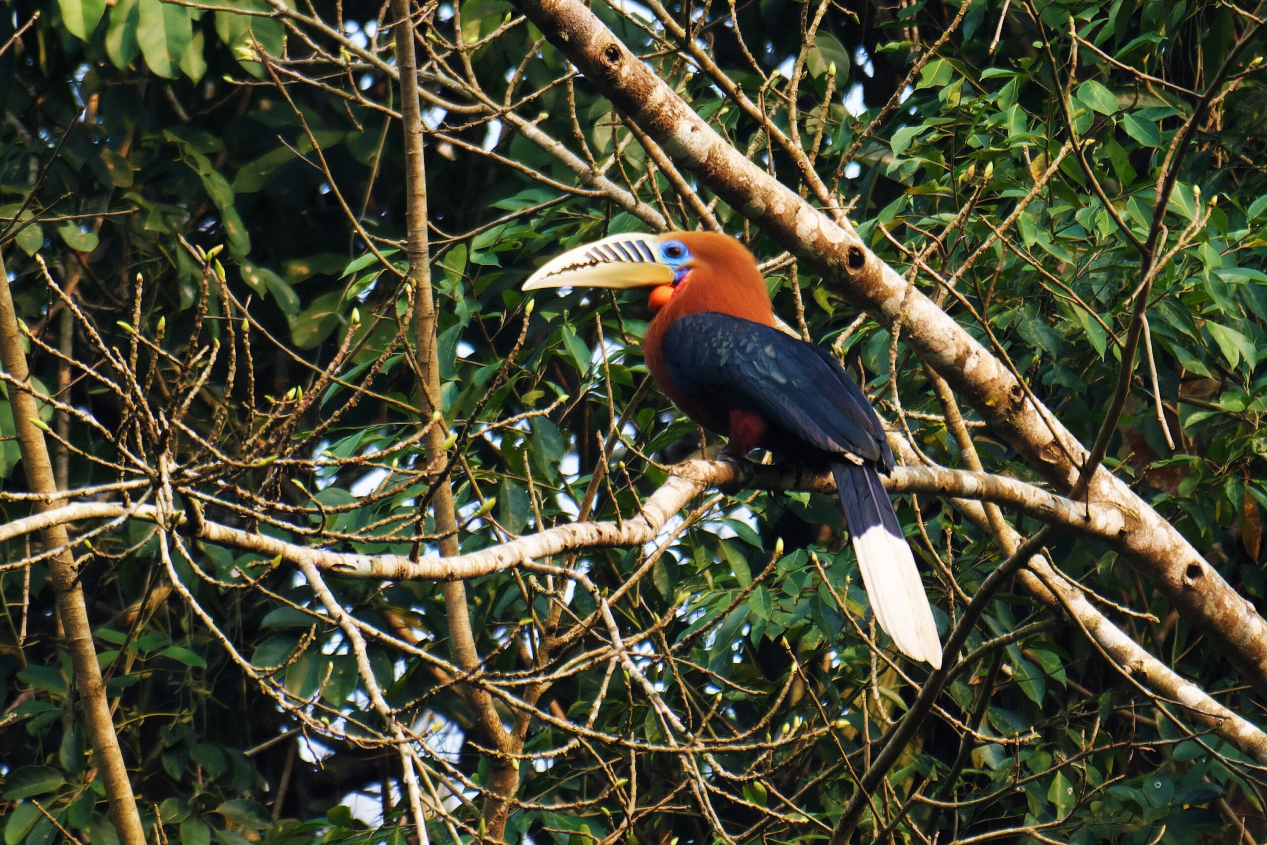 Banner image: The rufous-necked hornbill is found in the dense forests of northeast India, with some of the highest numbers in Arunachal Pradesh state. Image by Shiv’s fotografia via Wikimedia Commons (CC BY 4.0).