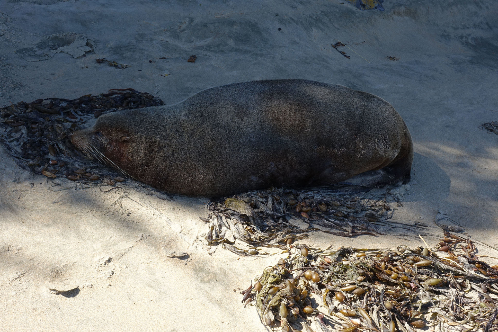 Arctocephalus forsteri