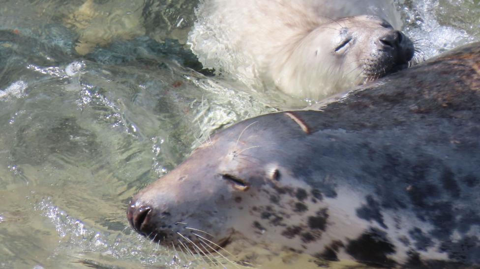 A grey seal in water with its eyes closed, a white seal pup is resting against the grey seal, also with its eyes closed.