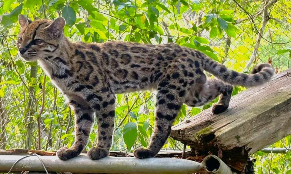 Leopardus tilcayo (5x3 cropped).jpg
