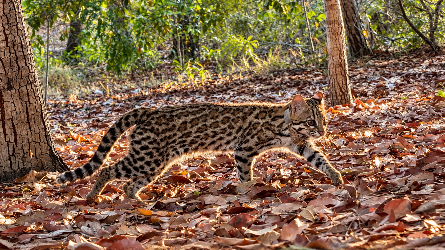 Tiger cat released with satellite collar in Mirador State Park. Courtesy of Tadeu de Oliveira.