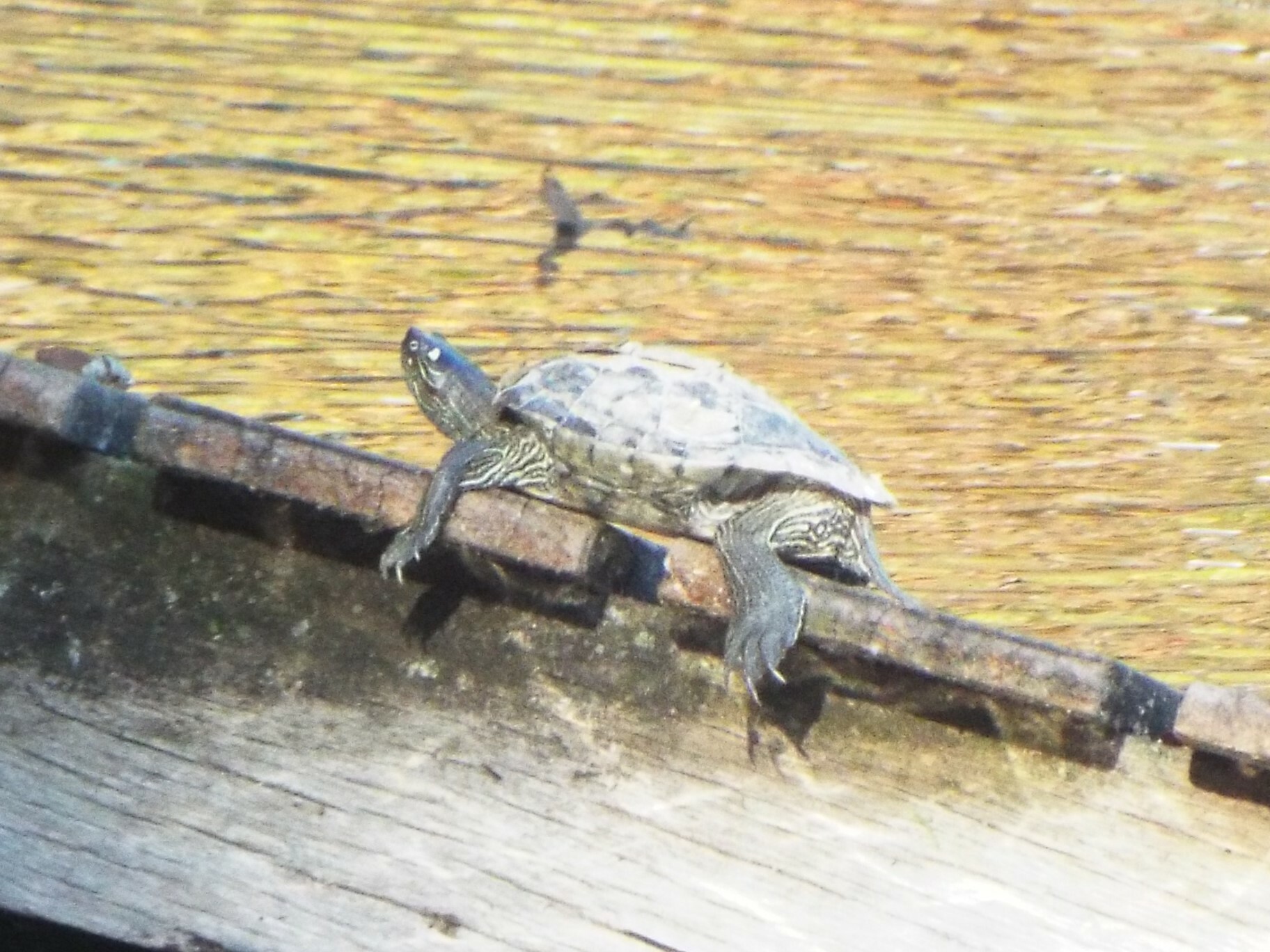 Graptemys ouachitensis — "Graptemys ouachitensis" by Jonathan Layman, via GBIF · CC BY 4.0