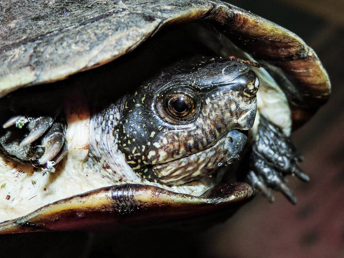 The Jalisco mud turtle, endemic to the Jalisco and Colima states in Mexico, is a freshwater turtle found in rivers and wetlands. It is listed on CITES Appendix II, and its international trade is regulated. Image by Cheryl Harleston López Espino (CC-BY-NC-ND).