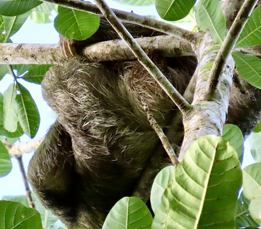 Bradypus variegatus — "Bradypus variegatus" via GBIF (public domain / CC0) · CC0 1.0