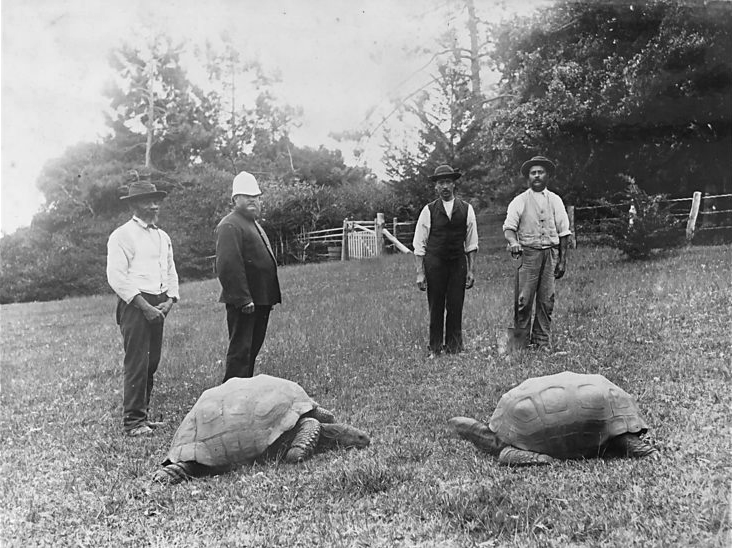 Jonathan and another tortoise, St Helena.png