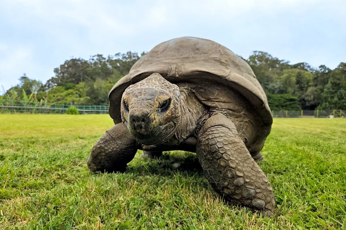 Jonathan, the oldest known living land animal.