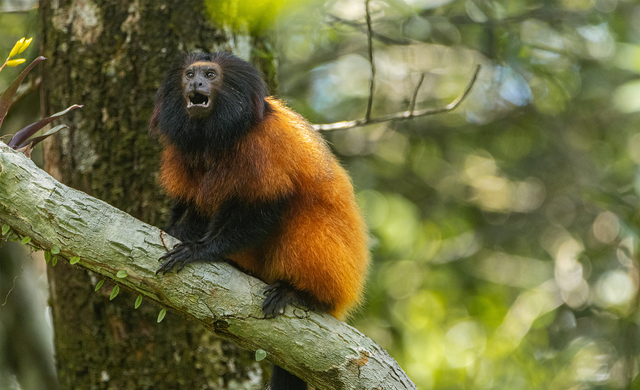 A black-faced lion tamarin photographed during the yellow fever vaccination project conducted by SPVS. Image by Gabriel Marchi.