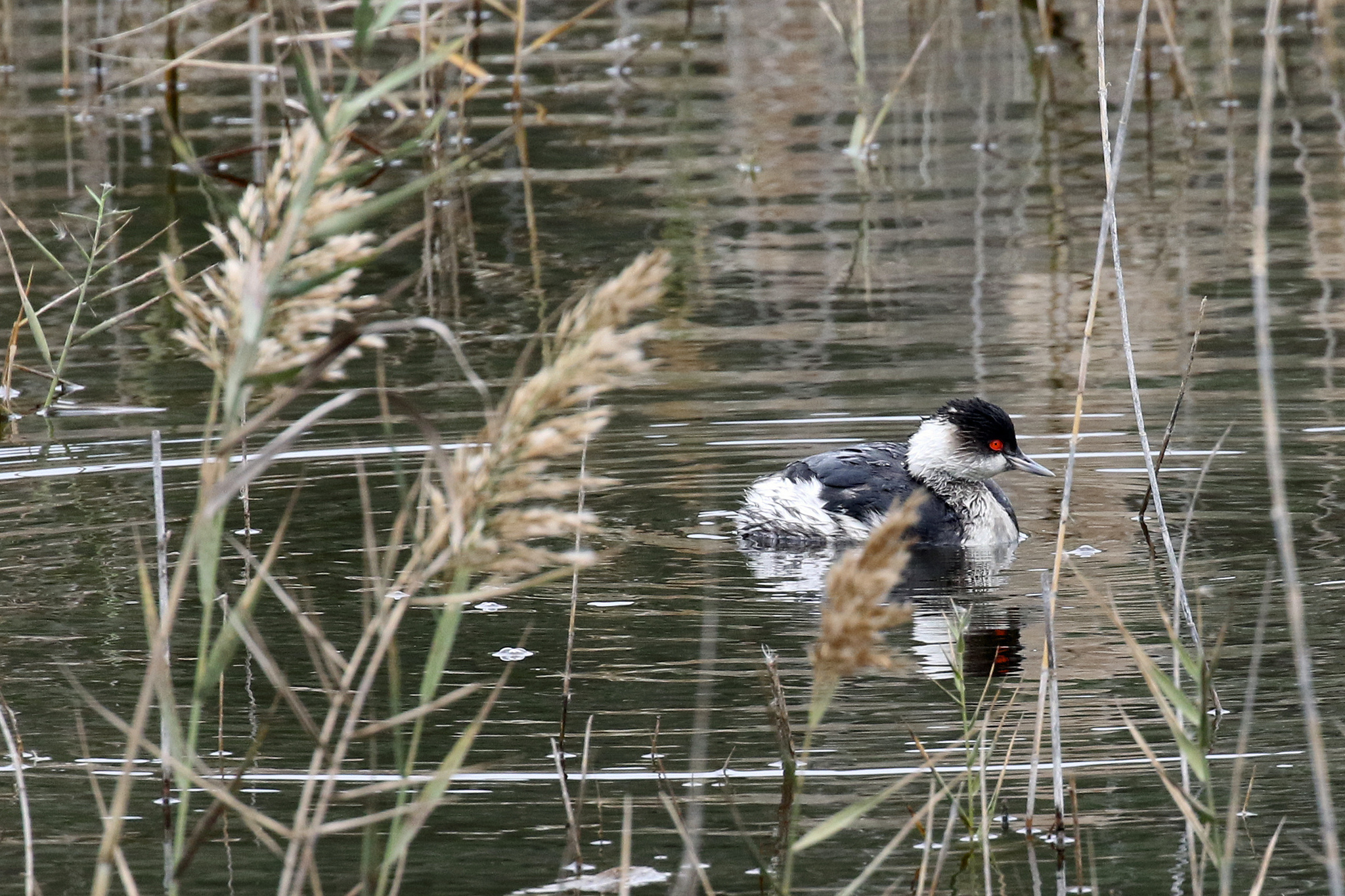 Podiceps nigricollis