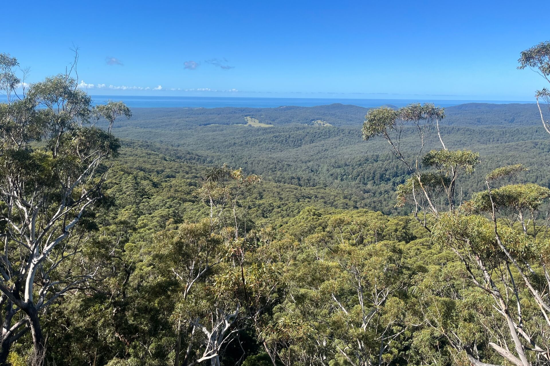 The park, slated to open before the end of 2026, will incorporate 178,000 hectares (440,000 acres) of state forests — Image courtesy of NSW National Parks and Wildlife Service.