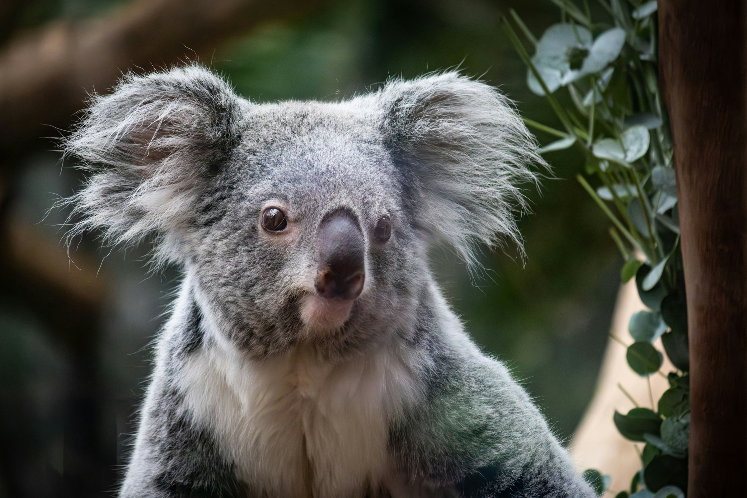 The koala, once common along the eastern seaboard, was declared endangered in NSW in 2022. Image by Kenny Van Roosbroek via Unsplash.