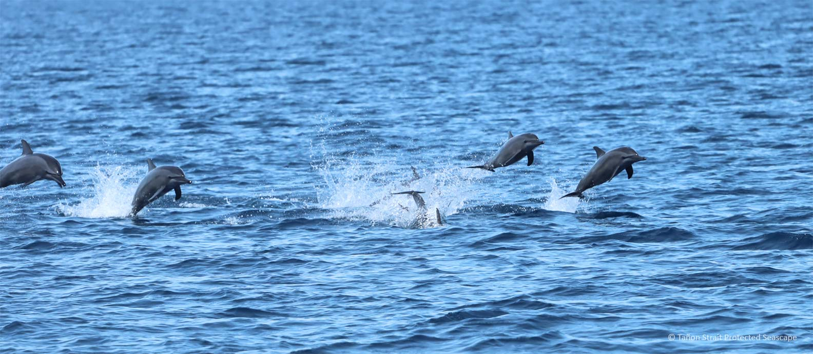 A file photo shows spinner dolphins leaping out of the water in Tañon Strait, a protected seascape between the Philippine islands of Negros and Cebu. Image courtesy of Tañon Strait Philippines.