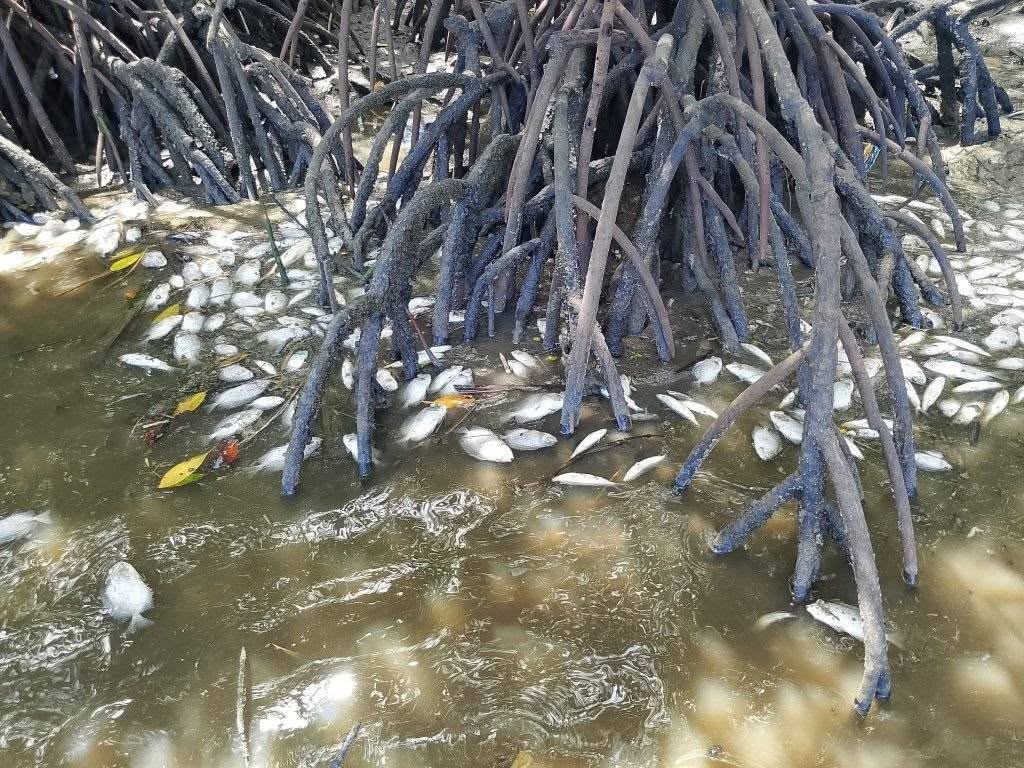 Dead fish float among mangrove roots in Bais Bay in the Philippines’ Negros Oriental province on Oct. 25, 2025, days after ethanol wastewater spilled into the bay, causing significant damage to coastal and marine ecosystems. Image courtesy of MarGale Bancairen.