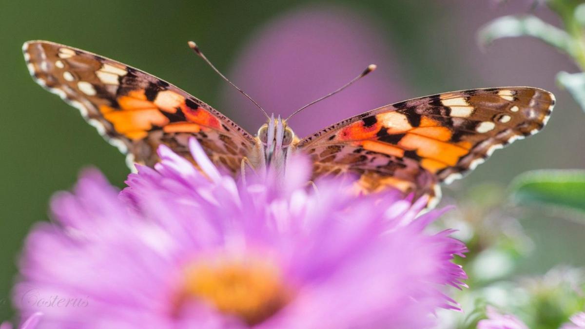 An orange and black Painted Lady behind a pink flower.