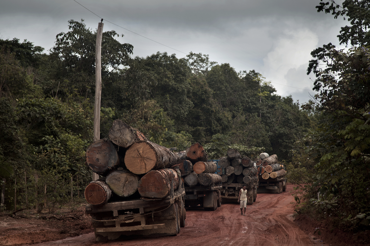 Developers like Carbonext should be extra careful when partnering with Amazon's logging industry, which has a long history of fraud. Image courtesy of Marizilda Cruppe/Greenpeace.