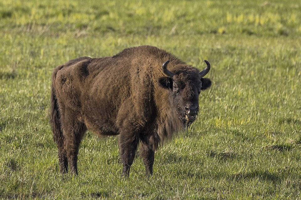 European bison (Bison bonasus) female Białowieza.jpg