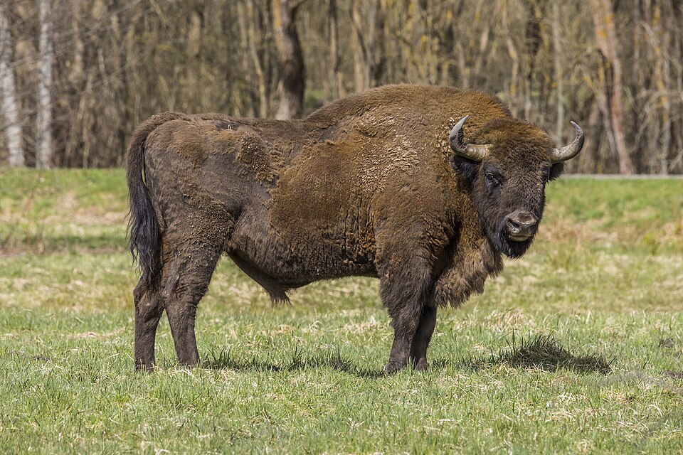 "European bison (Bison bonasus) male Białowieza.jpg" by Charles J. Sharp, CC BY-SA 4.0, via Wikimedia Commons European bison (Bison bonasus) male Białowieza.jpg — "European bison (Bison bonasus) male Białowieza.jpg" by Charles J. Sharp, CC BY-SA 4.0, via Wikimedia Commons