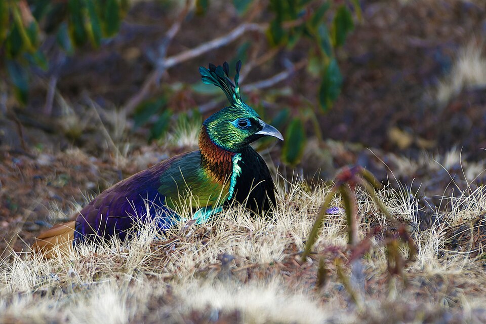 Himalayan Monal the Crowned Prince of the Himalayas 04.jpg