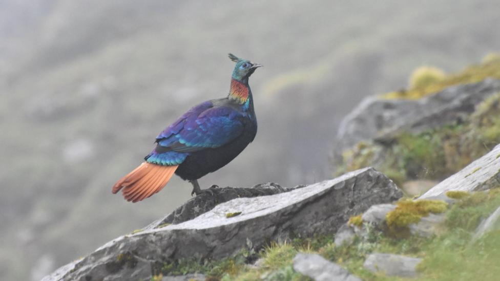 A Himalayan monal - blue, orange and rainbow feathers around its neck - pictured sitting on a mountain stone in India’s Uttarakhand state